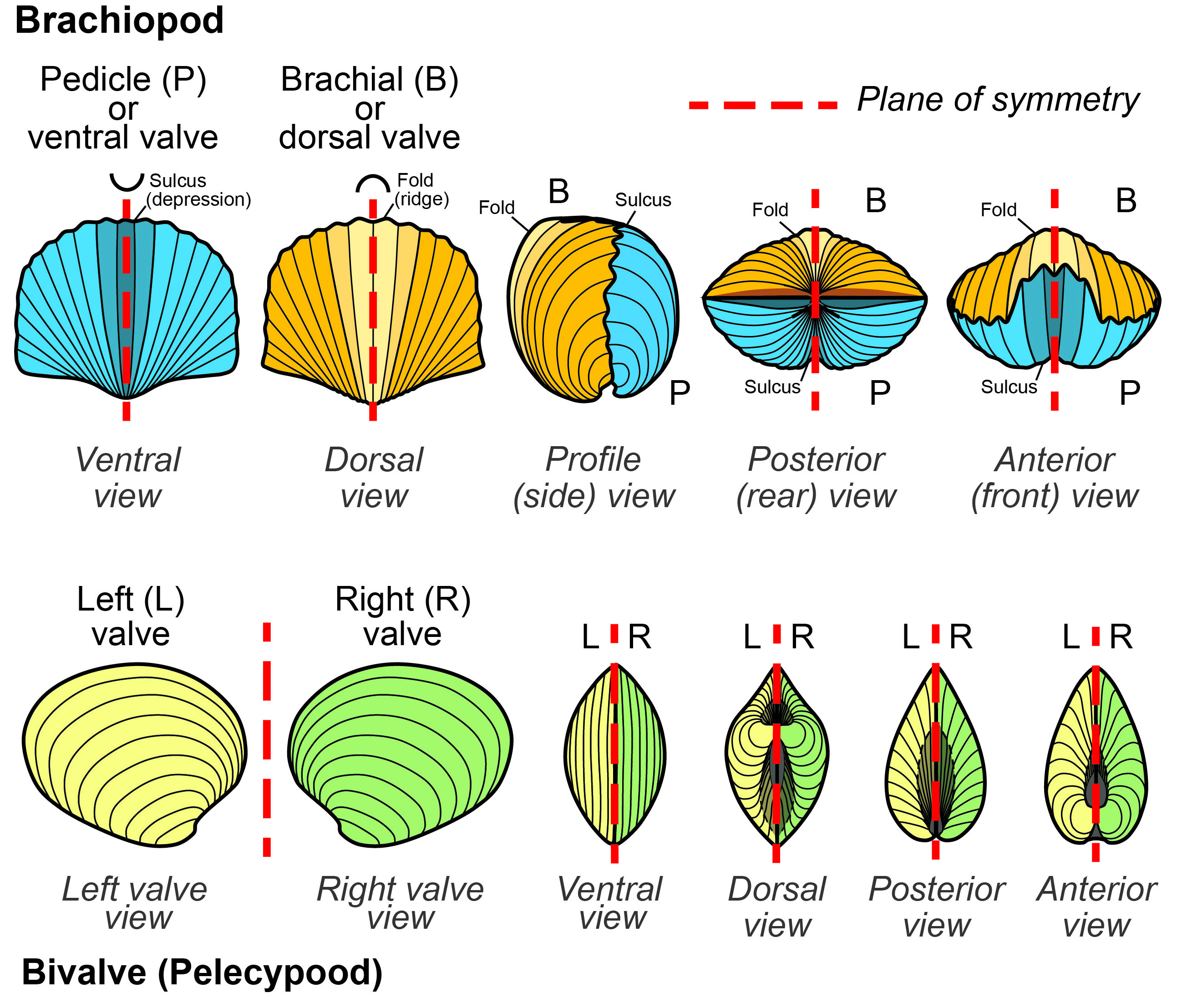 Comparison of brachiopod and clam shells. Both shells have two valves, which are attached along a hinge line. Clam valves are mirror images of each other. Brachiopod valves are different from each other. Dashed lines represent planes of symmetry.